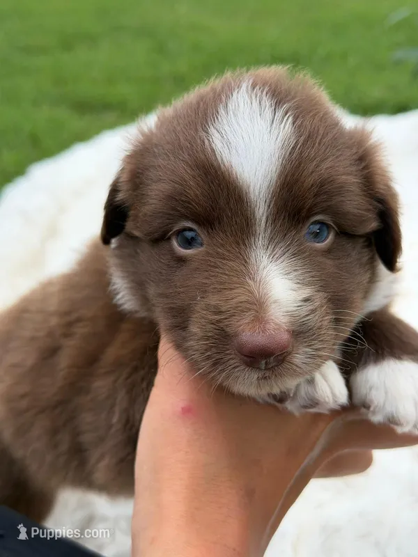 Buster Boy 2 – Miniature Australian Shepherd puppy for sale in Itasca, TX