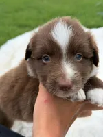 Buster Boy 2, a male Miniature Australian Shepherd for sale in Itasca, TX – 1 of 6