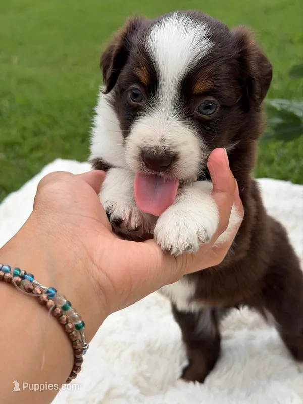 Aussie girl 4 – Miniature Australian Shepherd puppy for sale in Itasca, TX