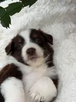 Aussie girl 4, a female Miniature Australian Shepherd for sale in Itasca, TX – 4 of 5