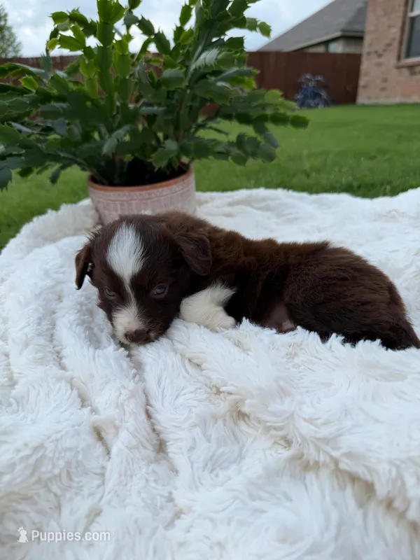 Aussie girl 2 – Miniature Australian Shepherd puppy for sale in Itasca, TX