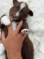 Buster Boy 2, a male Miniature Australian Shepherd for sale in Itasca, TX – 2 of 6