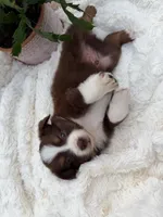 Buster Boy 1, a male Miniature Australian Shepherd for sale in Itasca, TX – 2 of 3