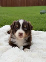 Aussie girl 3, a female Miniature Australian Shepherd for sale in Itasca, TX – 3 of 4