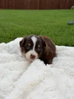 Aussie girl 3, a female Miniature Australian Shepherd for sale in Itasca, TX – 4 of 4