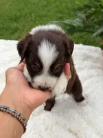 Aussie girl 4, a female Miniature Australian Shepherd for sale in Itasca, TX – 2 of 5