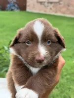 Buster Boy 2, a male Miniature Australian Shepherd for sale in Itasca, TX – 5 of 6