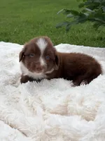 Buster Boy 2, a male Miniature Australian Shepherd for sale in Itasca, TX – 4 of 6