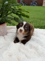 Aussie girl 3, a female Miniature Australian Shepherd for sale in Itasca, TX – 2 of 4