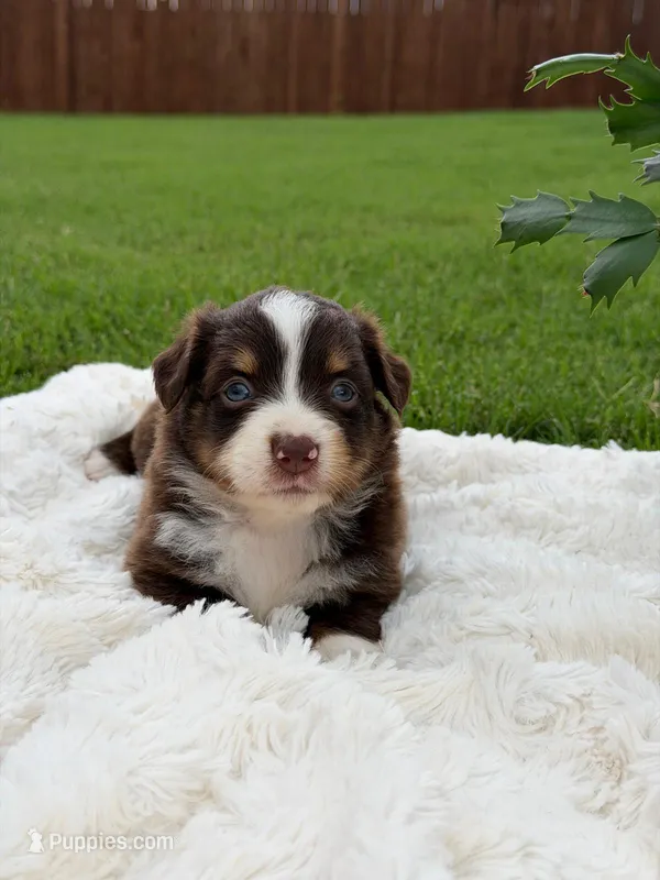 Aussie girl 3 – Miniature Australian Shepherd puppy for sale in Itasca, TX