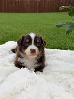 Aussie girl 3, a female Miniature Australian Shepherd for sale in Itasca, TX – 1 of 4