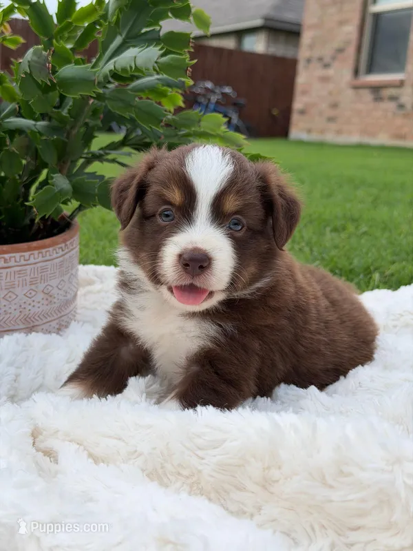Buster Boy 1 – Miniature Australian Shepherd puppy for sale in Itasca, TX