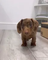 Loe , a male Miniature Dachshund for sale in Houston, TX – Photo 2 of 3