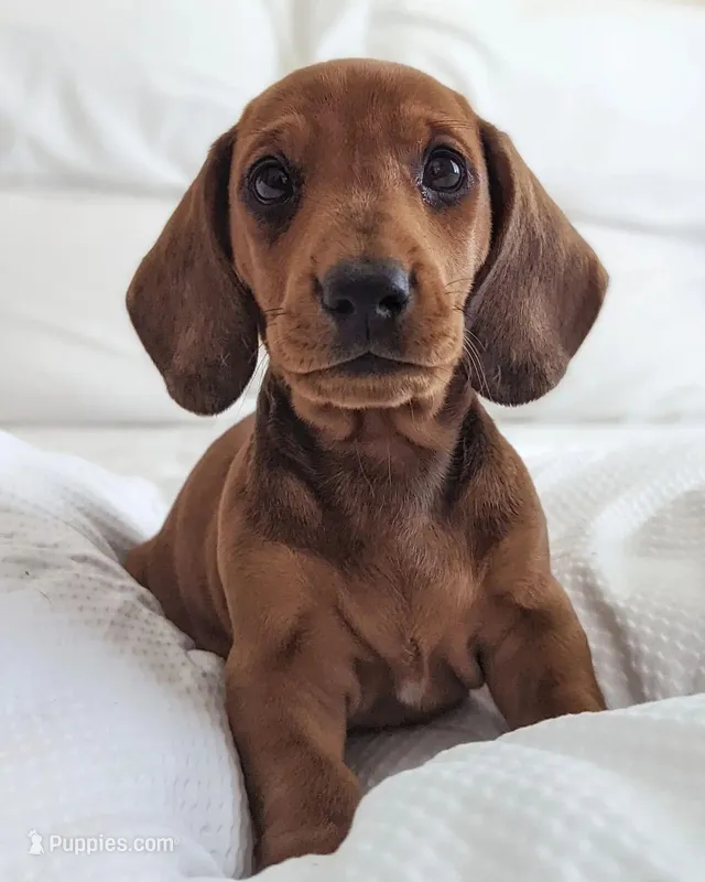 Loe  – Miniature Dachshund puppy for sale in Houston, TX