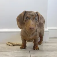 Loe , a male Miniature Dachshund for sale in Houston, TX – Photo 3 of 3