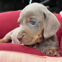 Lucy, a female Miniature Dachshund for sale in Houston, TX – Photo 1 of 3