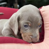 Lucy, a female Miniature Dachshund for sale in Houston, TX – Photo 3 of 3