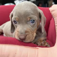 Lucy, a female Miniature Dachshund for sale in Houston, TX – Photo 2 of 3