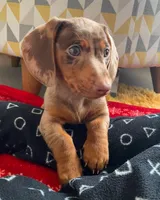 Lola , a female Miniature Dachshund for sale in Houston, TX – Photo 3 of 3