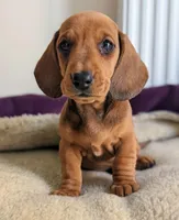 Lola , a female Miniature Dachshund for sale in Houston, TX – Photo 2 of 3