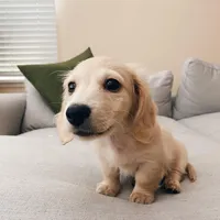 Micky , a male Miniature Dachshund for sale in Houston, TX – Photo 1 of 4