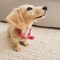 Micky , a male Miniature Dachshund for sale in Houston, TX – Photo 3 of 4