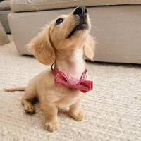 Micky , a male Miniature Dachshund for sale in Houston, TX – Photo 2 of 4