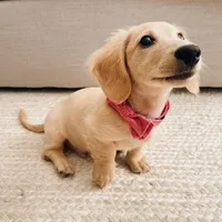 Micky , a male Miniature Dachshund for sale in Houston, TX – Photo 4 of 4