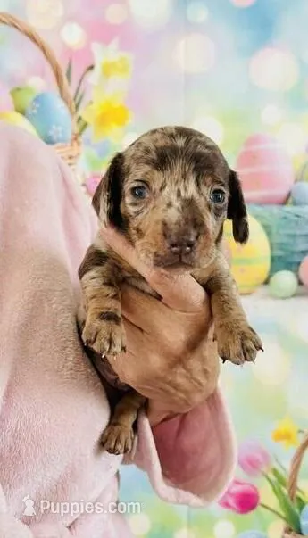 Tonie – Miniature Dachshund puppy for sale in Houston, TX