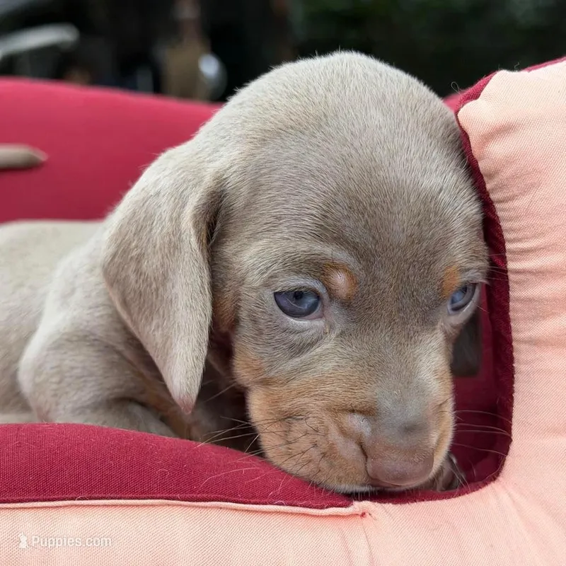 Lucy, a female Miniature Dachshund for sale in Houston, TX – Photo 1 of 3