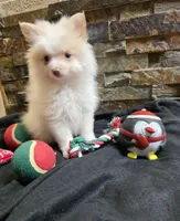 Snowball, a male Chihuahua and Pomeranian for sale in Blue Mound, KS – Photo 4 of 7