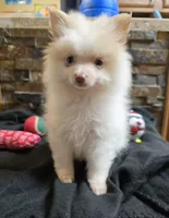 Snowball, a male Chihuahua and Pomeranian for sale in Blue Mound, KS – Photo 2 of 7