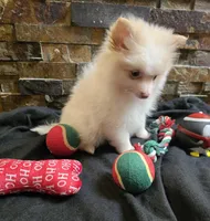 Snowball, a male Chihuahua and Pomeranian for sale in Blue Mound, KS – Photo 7 of 7