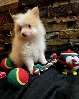 Snowball, a male Chihuahua and Pomeranian for sale in Blue Mound, KS – Photo 5 of 7