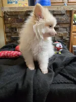 Snowball, a male Chihuahua and Pomeranian for sale in Blue Mound, KS – Photo 6 of 7