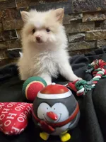 Snowball, a male Chihuahua and Pomeranian for sale in Blue Mound, KS – Photo 3 of 7