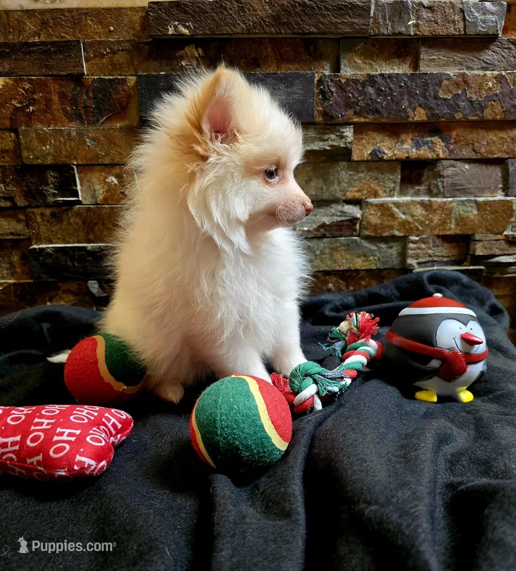 Snowball, a male Chihuahua and Pomeranian for sale in Blue Mound, KS – Photo 1 of 7