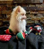Snowball, a male Chihuahua and Pomeranian for sale in Blue Mound, KS – Photo 1 of 7