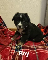 Bear, a male Miniature Australian Shepherd for sale in Blue Mound, KS – Photo 4 of 4