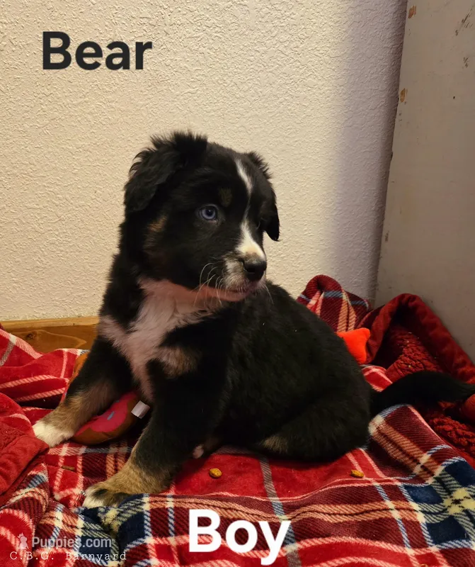 Bear, a male Miniature Australian Shepherd for sale in Blue Mound, KS – Photo 1 of 4