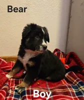 Bear, a male Miniature Australian Shepherd for sale in Blue Mound, KS – Photo 1 of 4
