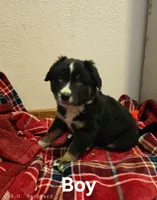 Bear, a male Miniature Australian Shepherd for sale in Blue Mound, KS – Photo 3 of 4