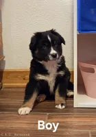 Bear, a male Miniature Australian Shepherd for sale in Blue Mound, KS – Photo 2 of 4