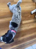 Keeley, a female German Shorthaired Pointer for sale in Tucson, AZ – 6 of 9