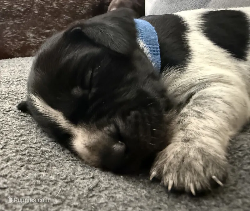 Sam – German Shorthaired Pointer puppy for sale in Tucson, AZ
