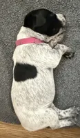Keeley, a female German Shorthaired Pointer for sale in Tucson, AZ – 3 of 9