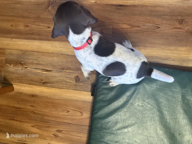Tartt – German Shorthaired Pointer puppy for sale in Tucson, AZ