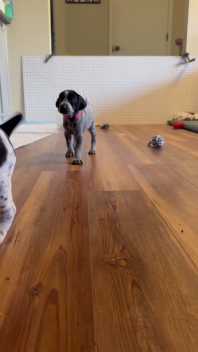 Keeley, a female German Shorthaired Pointer for sale in Tucson, AZ – 8 of 9