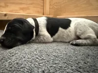 Beard, a male German Shorthaired Pointer for sale in Tucson, AZ – 4 of 9