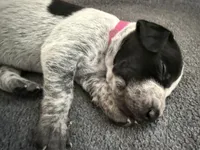 Keeley, a female German Shorthaired Pointer for sale in Tucson, AZ – 2 of 9